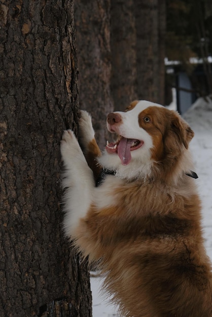 Australian Shepherd Red Merle se diverte ao ar livre no parque da cidade no inverno nevado