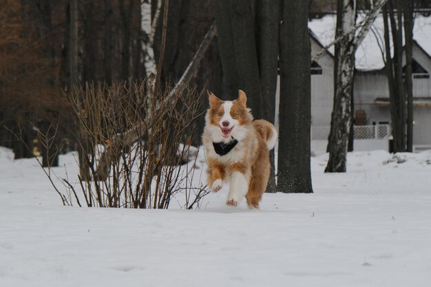 Australian Shepherd Red Merle vergnügt sich im verschneiten Winter draußen im Stadtpark