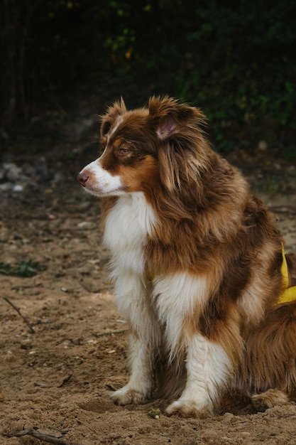 Australian Shepherd rote Trikolore im Urlaub Aussie sitzt draußen im Sand und schaut zu