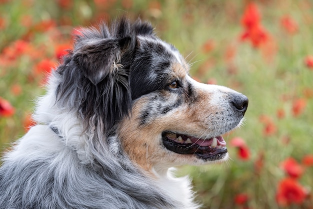 Australian Shepherd ruht in einem Mohnfeld