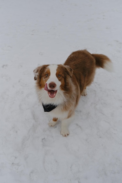 Australian Shepherd vermelho Merle com cauda fofa usa bandana e fica no parque na neve