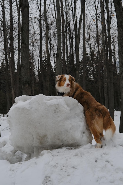 Australian Shepherd vermelho Merle com cauda fofa usa bandana e fica no parque na neve