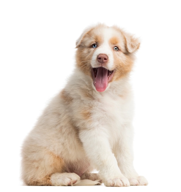 Australian Shepherd Welpe, 8 Wochen alt, sitzend, Porträt und keuchend