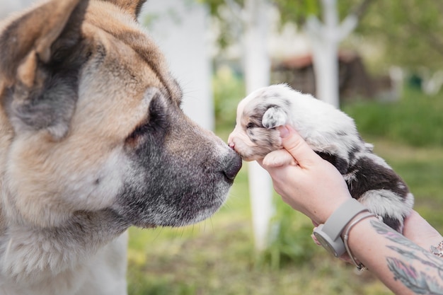 Australian Shepherd Welpe Neugeborener Welpe Welpe in den Händen Netter kleiner Welpe