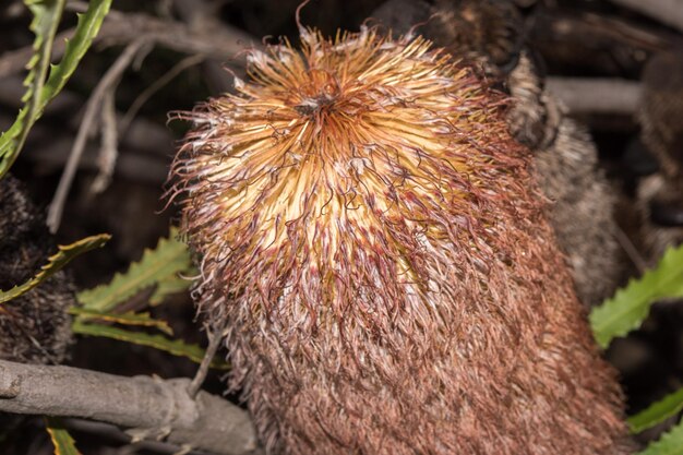 Australische Buschflora Blumen Detail Banksia-Blume