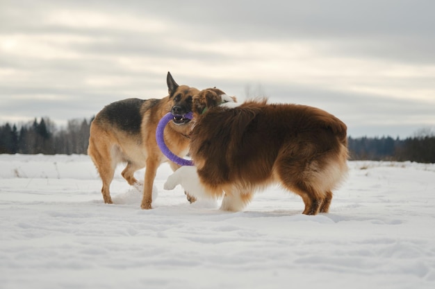 Australische und Deutsche Schäferhunde aktive und energische Hunderassen Spiel Tauziehen