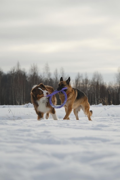 Australische und Deutsche Schäferhunde aktive und energische Hunderassen Spiel Tauziehen