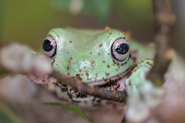 Australischer blauer Laubfrosch Litoria Litoria caerulea