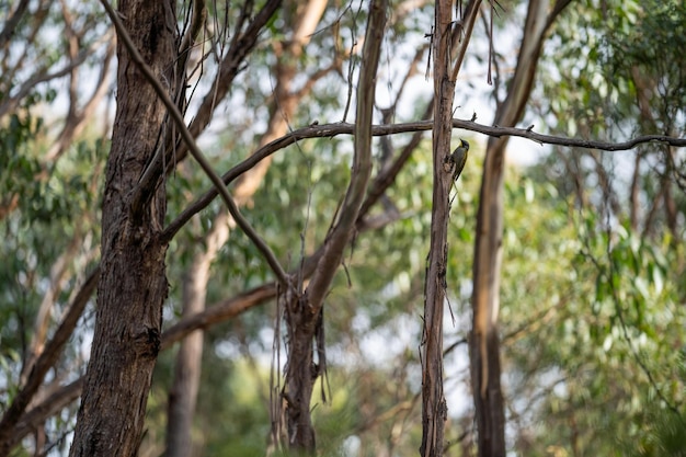 Australischer Buschgummibaum im Wald