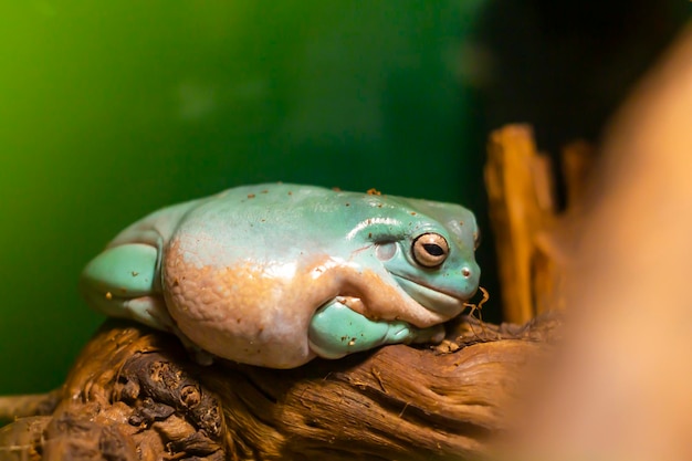 Australischer grüner Laubfrosch entspannen sich auf Baum