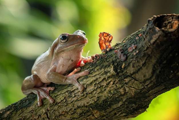 Australischer grüner Laubfrosch