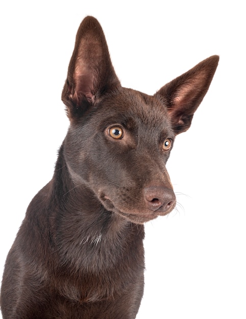 Australischer Kelpie auf Weiß isoliert