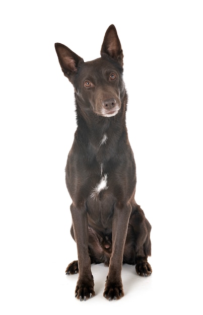 Australischer Kelpie im Studio