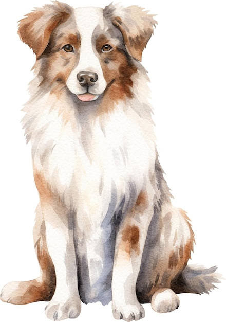 Australischer Schäferhund-Aquarell