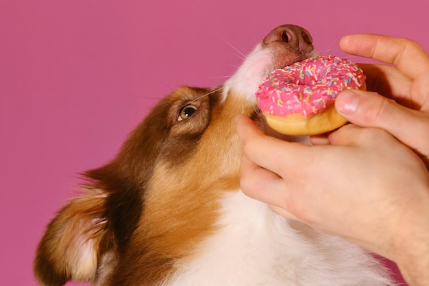 Australischer Schäferhund beißt süßen Donut aus den Händen des Mannes und will ihn essen