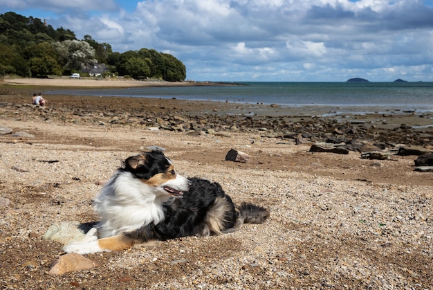 Australischer Schäferhund, der am Strand liegt