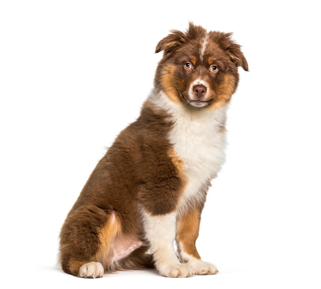 Australischer Schäferhund, der gegen weißen Hintergrund sitzt