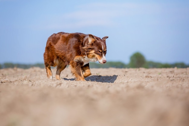 Australischer Schäferhund, der im Freien läuft