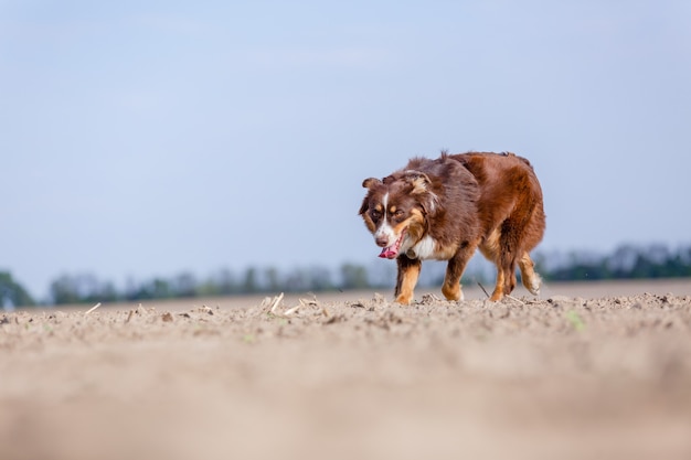 Australischer Schäferhund, der im Freien läuft