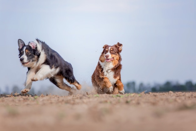 Australischer Schäferhund, der im Freien läuft