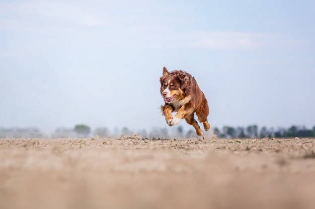 Australischer Schäferhund, der im Freien läuft