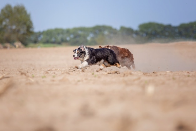 Australischer Schäferhund, der im Freien läuft