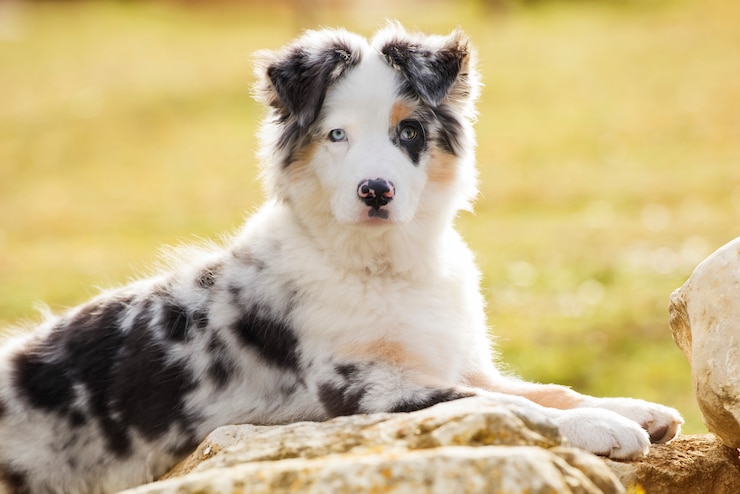Foto australischer schäferhund, der im park liegt und die kamera betrachtet.