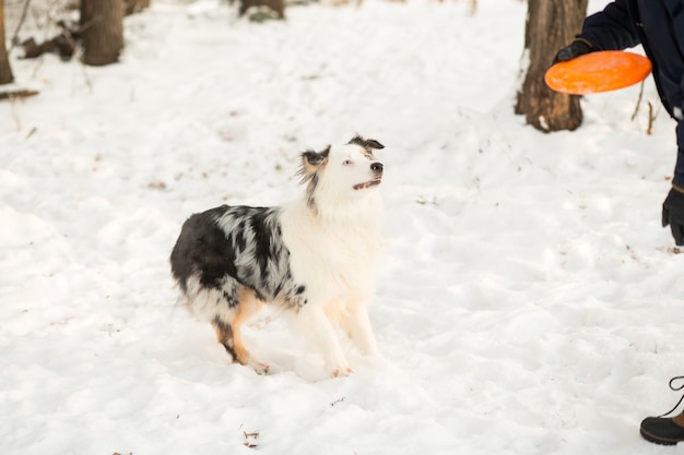 Australischer Schäferhund, der mit Frau mit fliegender Untertasse spielt. Winter.