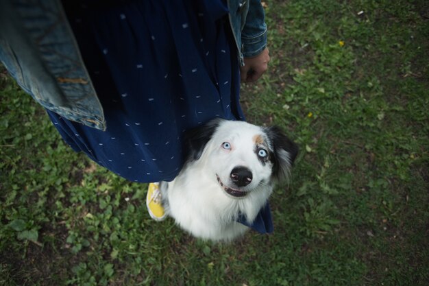 Australischer Schäferhund, der nahe Frauenbeine im Sommerfeld sitzt.