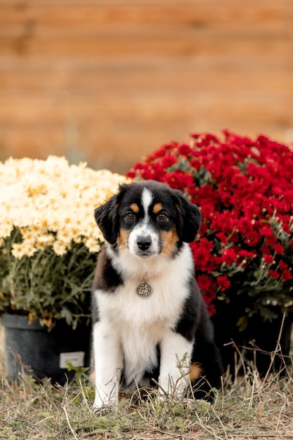 Foto australischer schäferhund herbstzeit