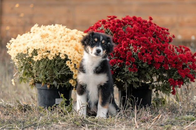 Foto australischer schäferhund herbstzeit