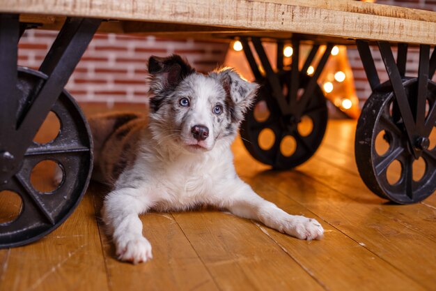 Australischer Schäferhund hinter Wagen