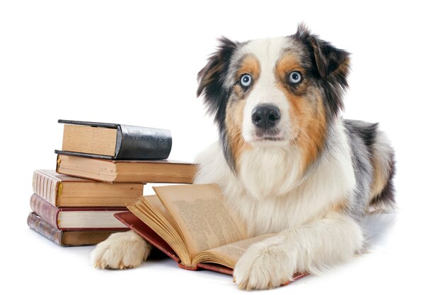 Australischer Schäferhund und Bücher