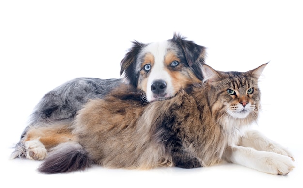 australischer Schäferhund und Maine Coon