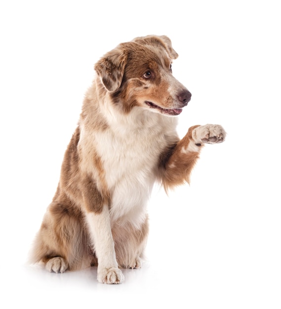 Australischer Schäferhund vor weißem Hintergrund