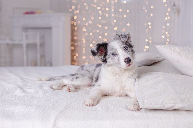 Australischer Schäferhund