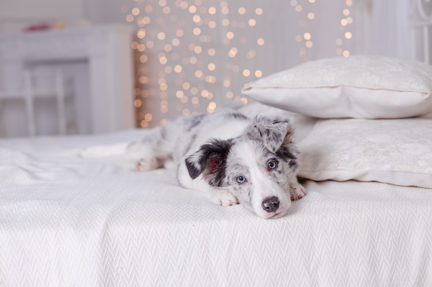 Australischer Schäferhund