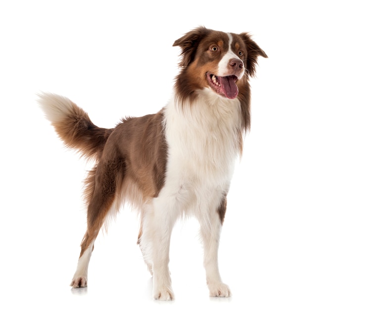 Foto australischer schäferhund
