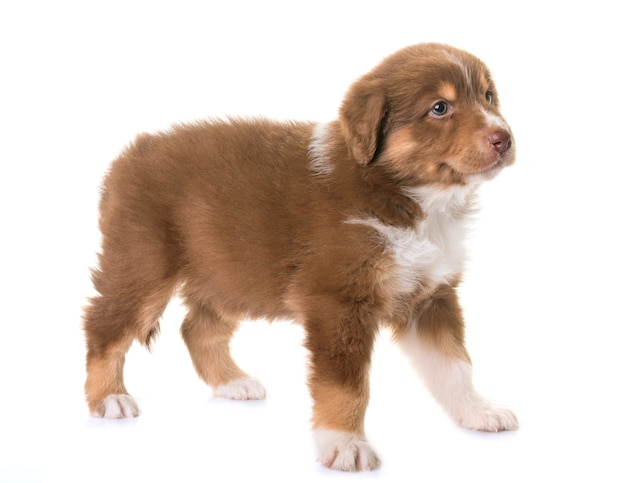 australischer Schäferhund