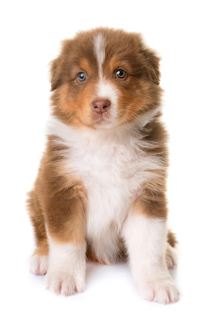 australischer schäferhund
