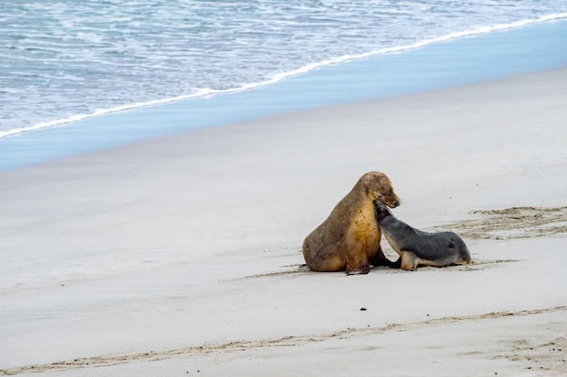 Australischer Seelöwe entspannt sich am Strand, Mutter und Baby