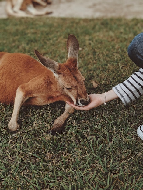 Australisches Känguru-Tier frisst etwas von Menschen
