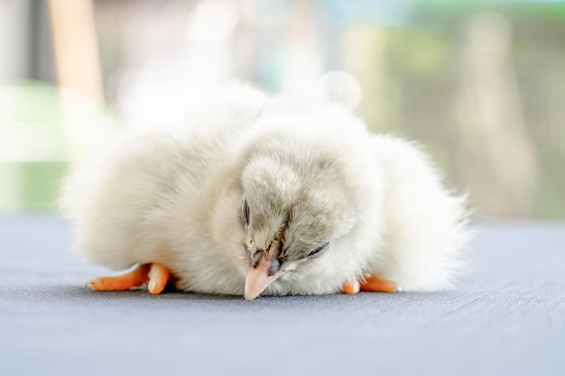 Australorp Chick duerme en una mesa cubierta de tela blanca con bokeh y un jardín borroso en un campo al aire libre