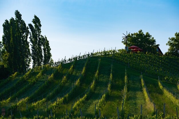 Austria Viñedos Sulztal Weinstrasse sur Estiria lugar turístico país del vino