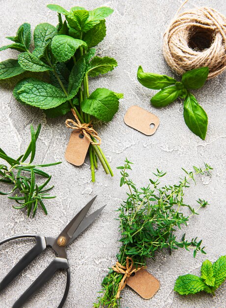 Auswahl an frischen aromatischen Kräutern von oben auf grauem Betonhintergrund. Minze, Thymian, Basilikum, Rosmarin, Draufsicht.