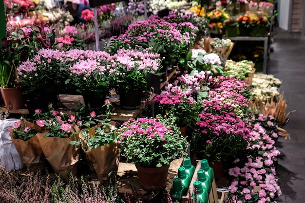 Auswahl an schönen Blumen im Laden