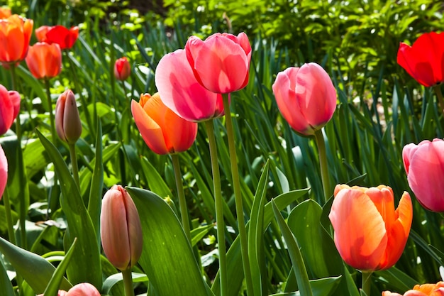 Auswahl an von der Sonne gefüllten Tulpen. Alle Blumen haben Köpfe zum Licht gedreht