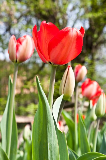 Auswahl an von der Sonne gefüllten Tulpen. Alle Blumen haben Köpfe zum Licht gedreht