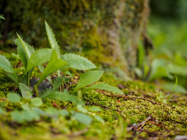 Auswahlschwerpunkt - kleine Anlagen auf dem Mooshintergrund unter dem Baum