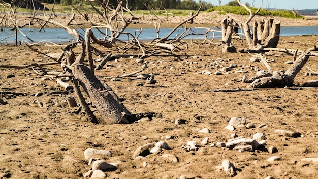 Auswirkungen der Dürre. Baum gefällt und mit seinen Wurzeln in der Luft und trocken in einem See in Extremadura mit